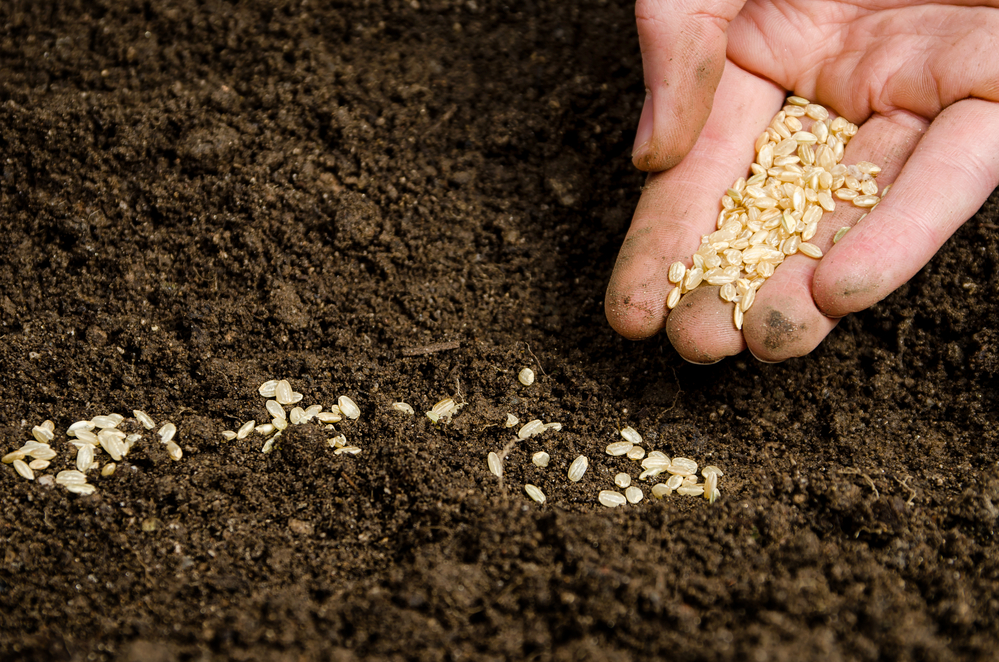 Planting Seeds Into Soil